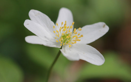 Hvid Anemone - Anemone nemorosa