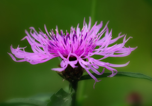 Almindelig Knopurt (Centaurea jacea)