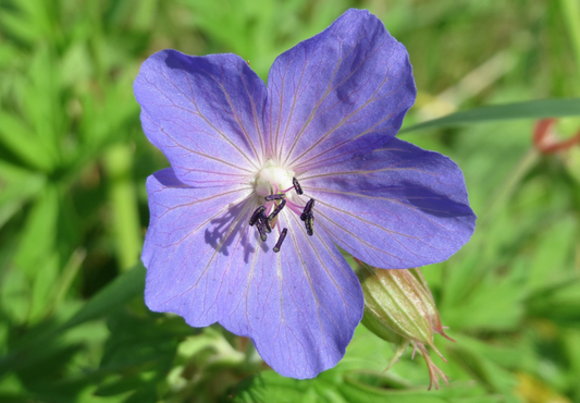 Eng-Storkenæb (Geranium pratense)