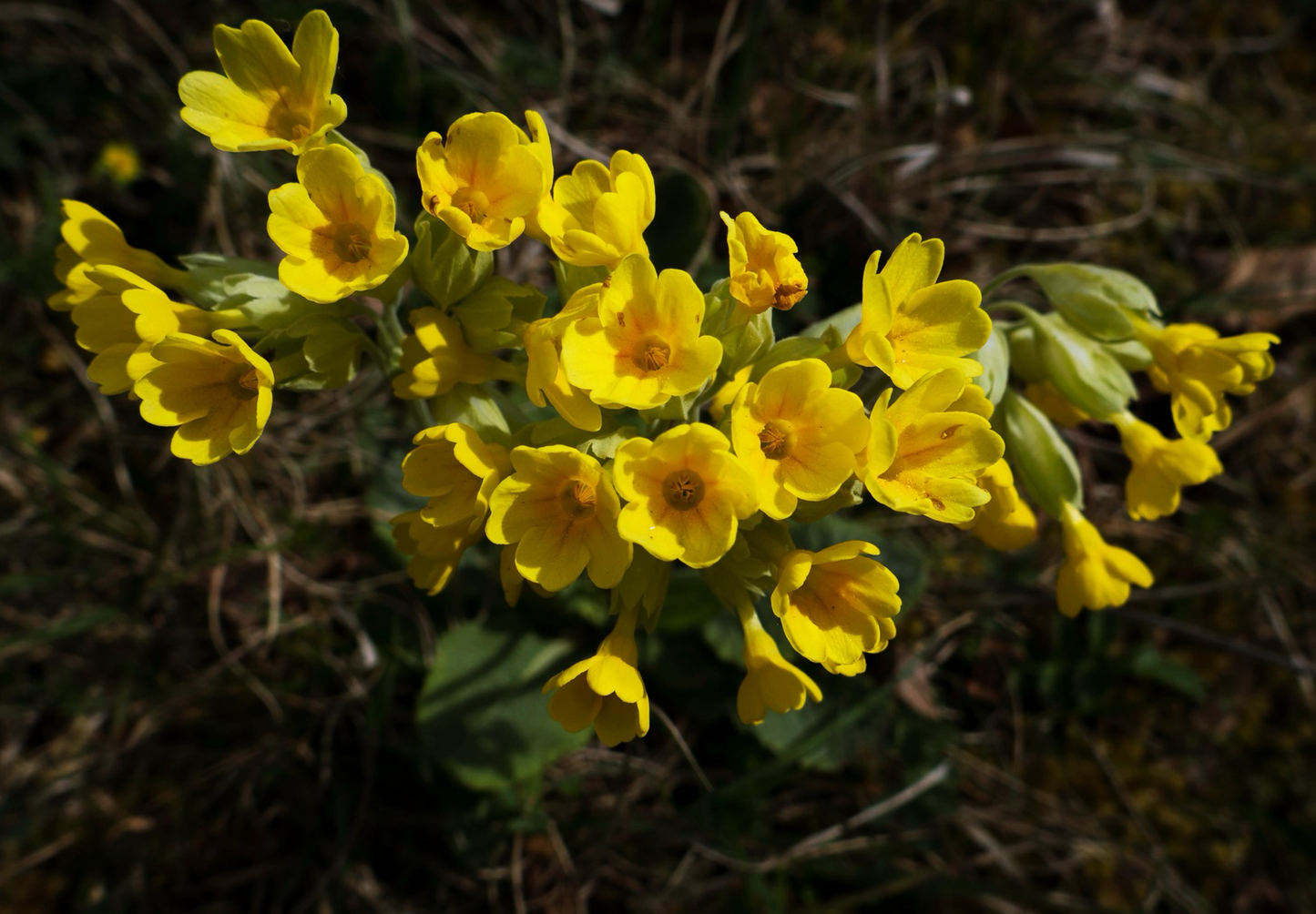 Hulkravet Kodriver - primula veris - hjemmehørende