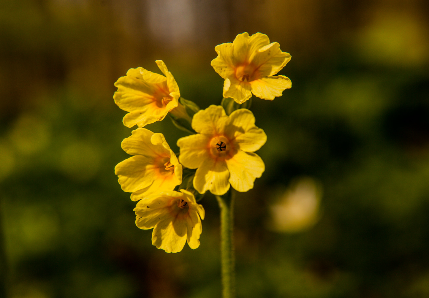 Hulkravet Kodriver - primula veris - hjemmehørende