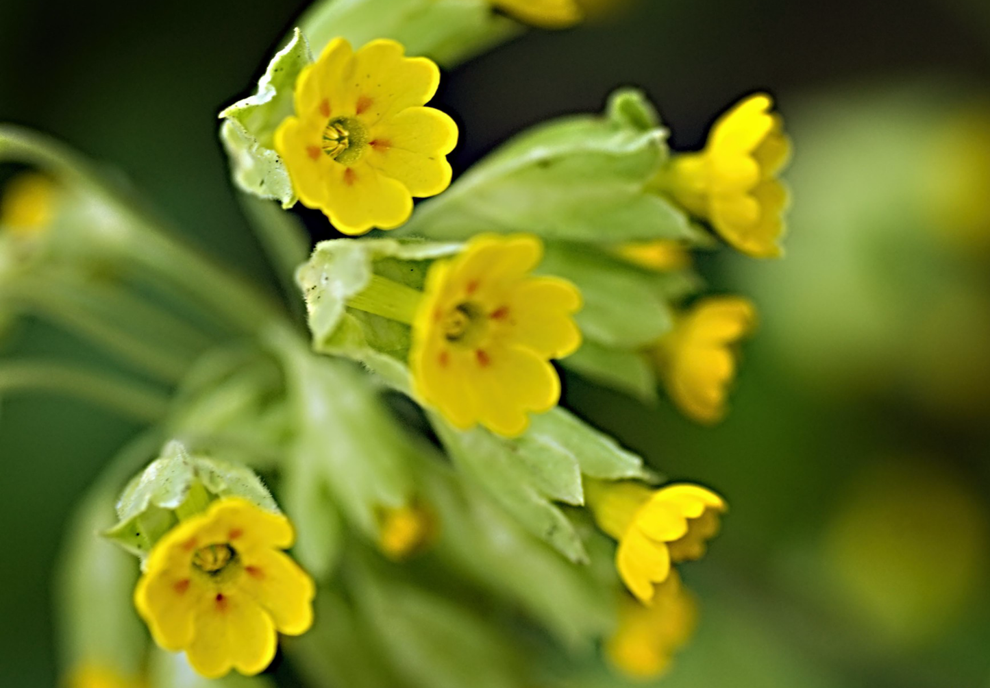 Hulkravet Kodriver - primula veris - hjemmehørende