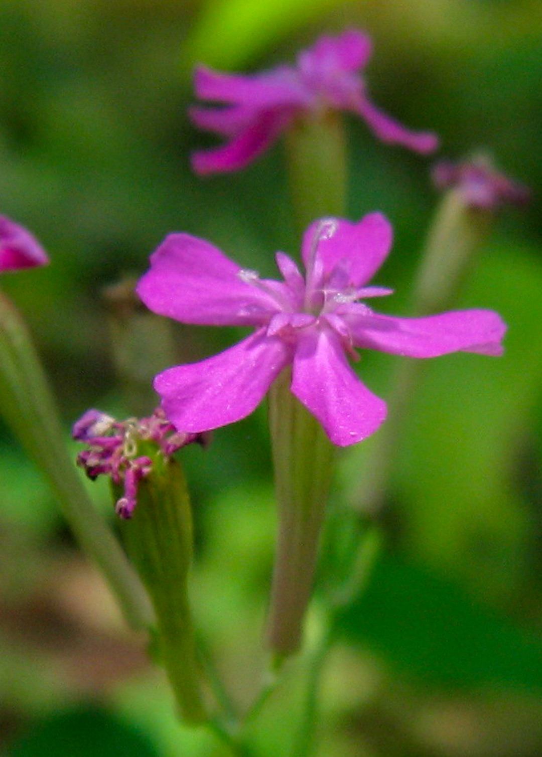 Tjærenellike - lychnis viscaria
