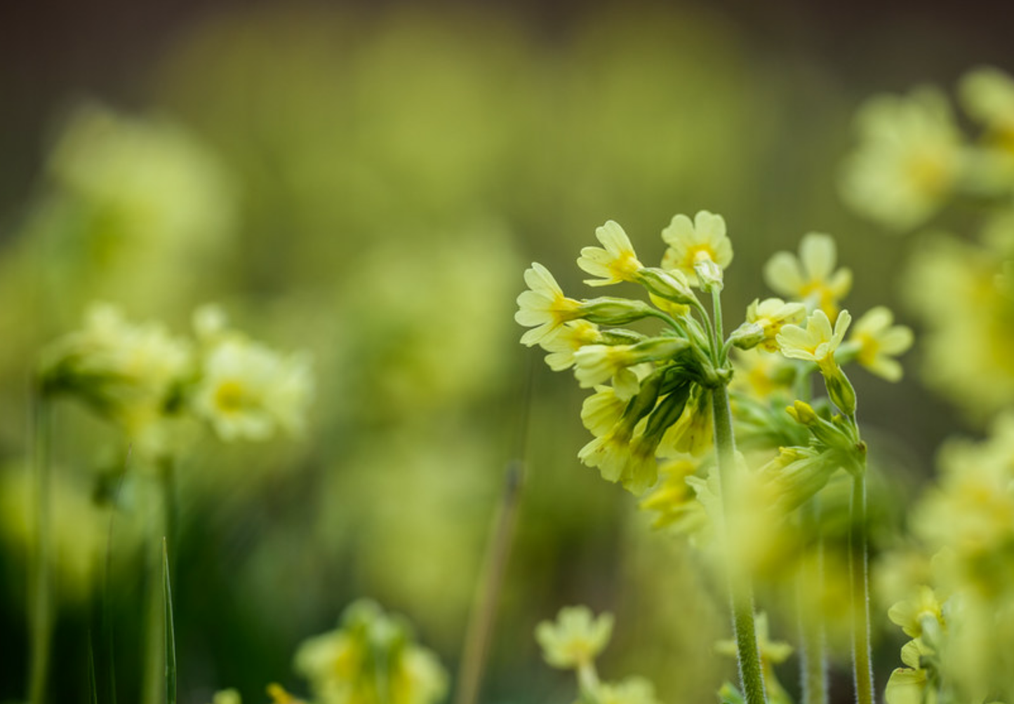 Hulkravet Kodriver - primula veris - hjemmehørende