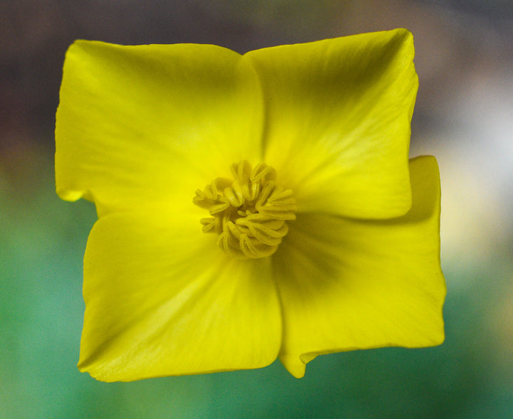 Kraveløs Californisk Valmue - Eschscholzia caespitosa