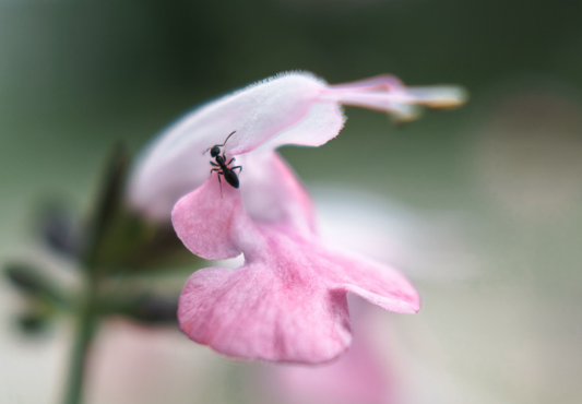 Skarlagensalvie - Salvia coccinea 'Summer Jewel Pink'