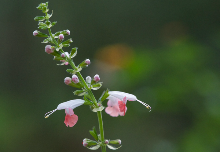 Skarlagensalvie - Salvia coccinea 'Summer Jewel Pink'