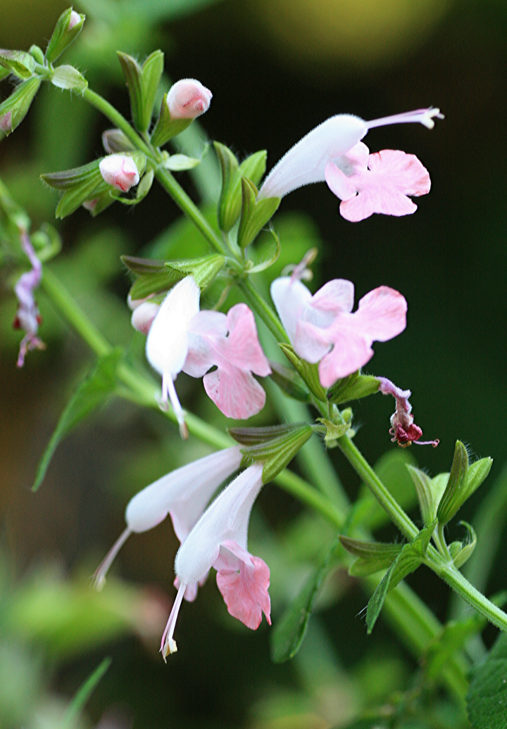 Skarlagensalvie - Salvia coccinea 'Summer Jewel Pink'