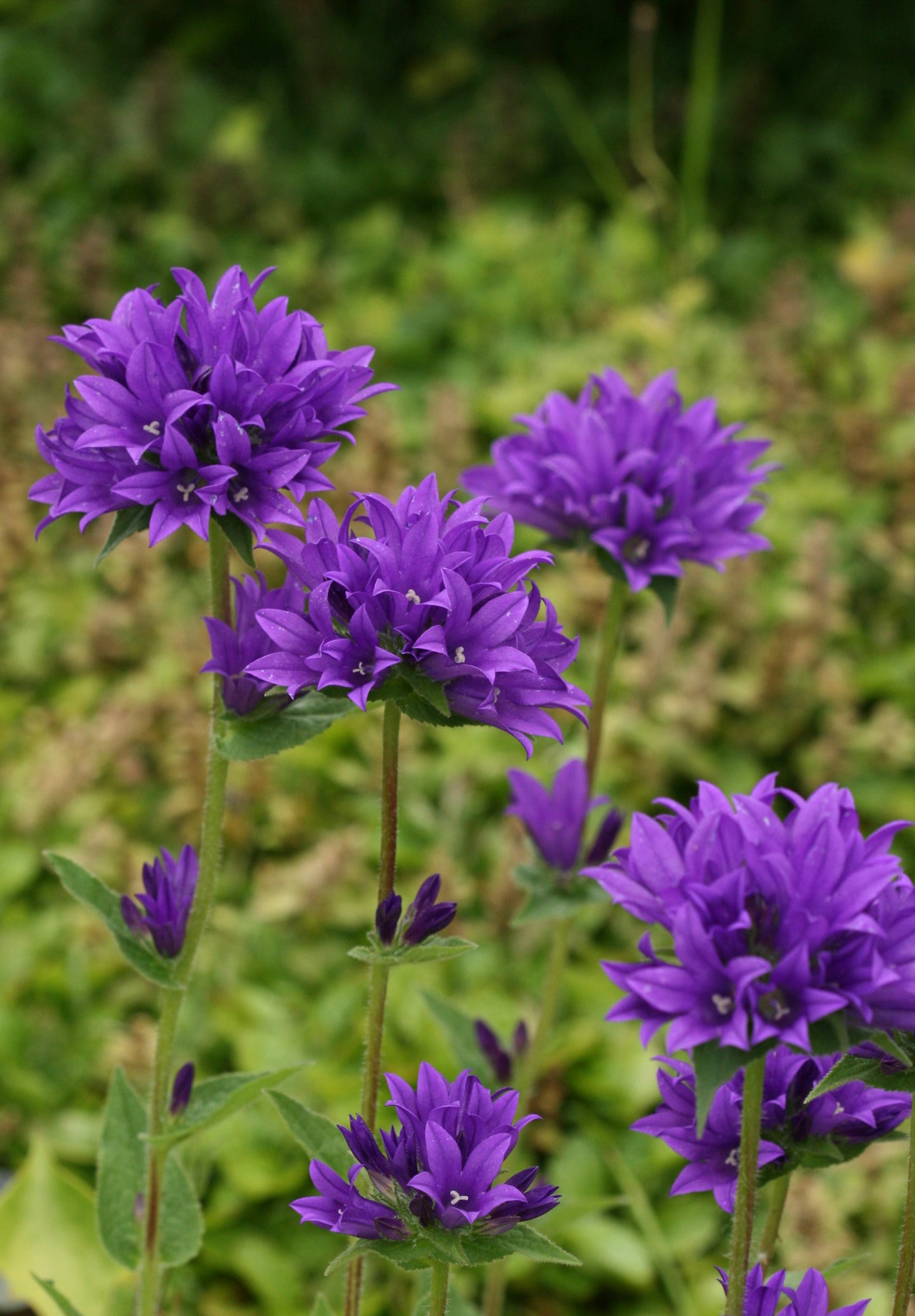 Nøgleklokke Superba Odessa - Campanula glomerata