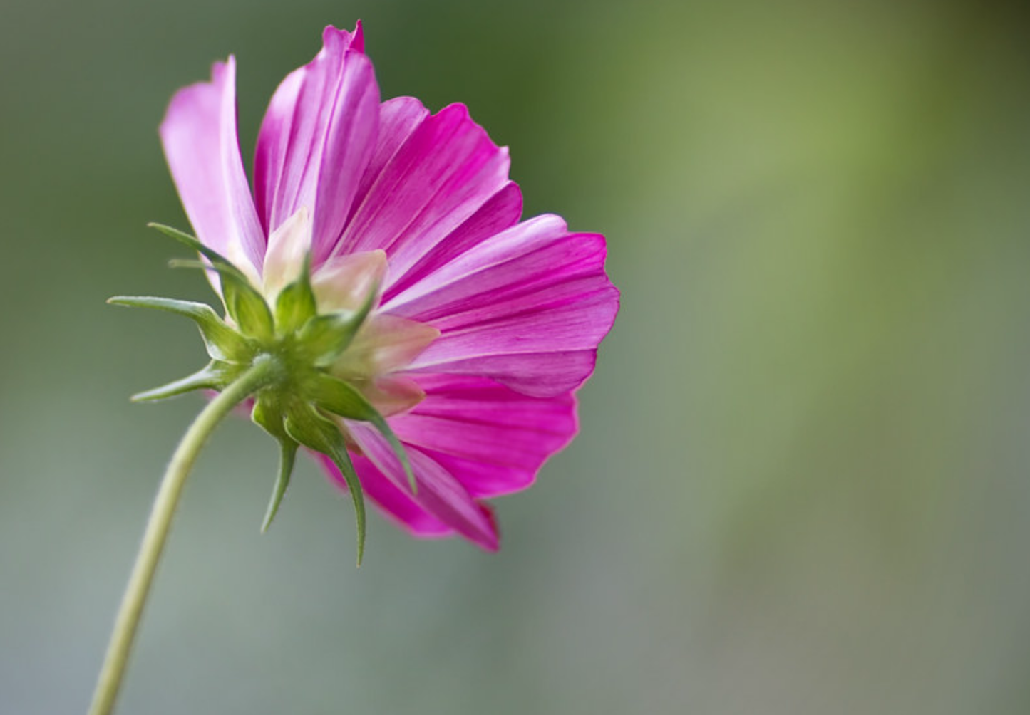 Stolt kavaler 'Sensation Mixed' - Cosmos bipinnatus 'Sensation Mixed'