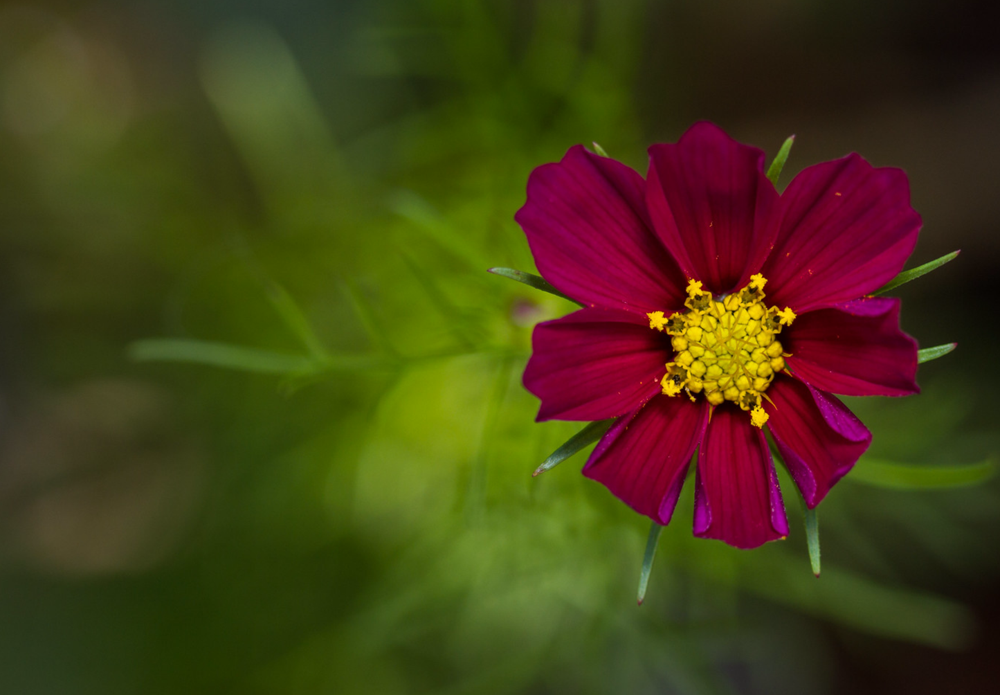 Stolt kavaler 'Sensation Mixed' - Cosmos bipinnatus 'Sensation Mixed'