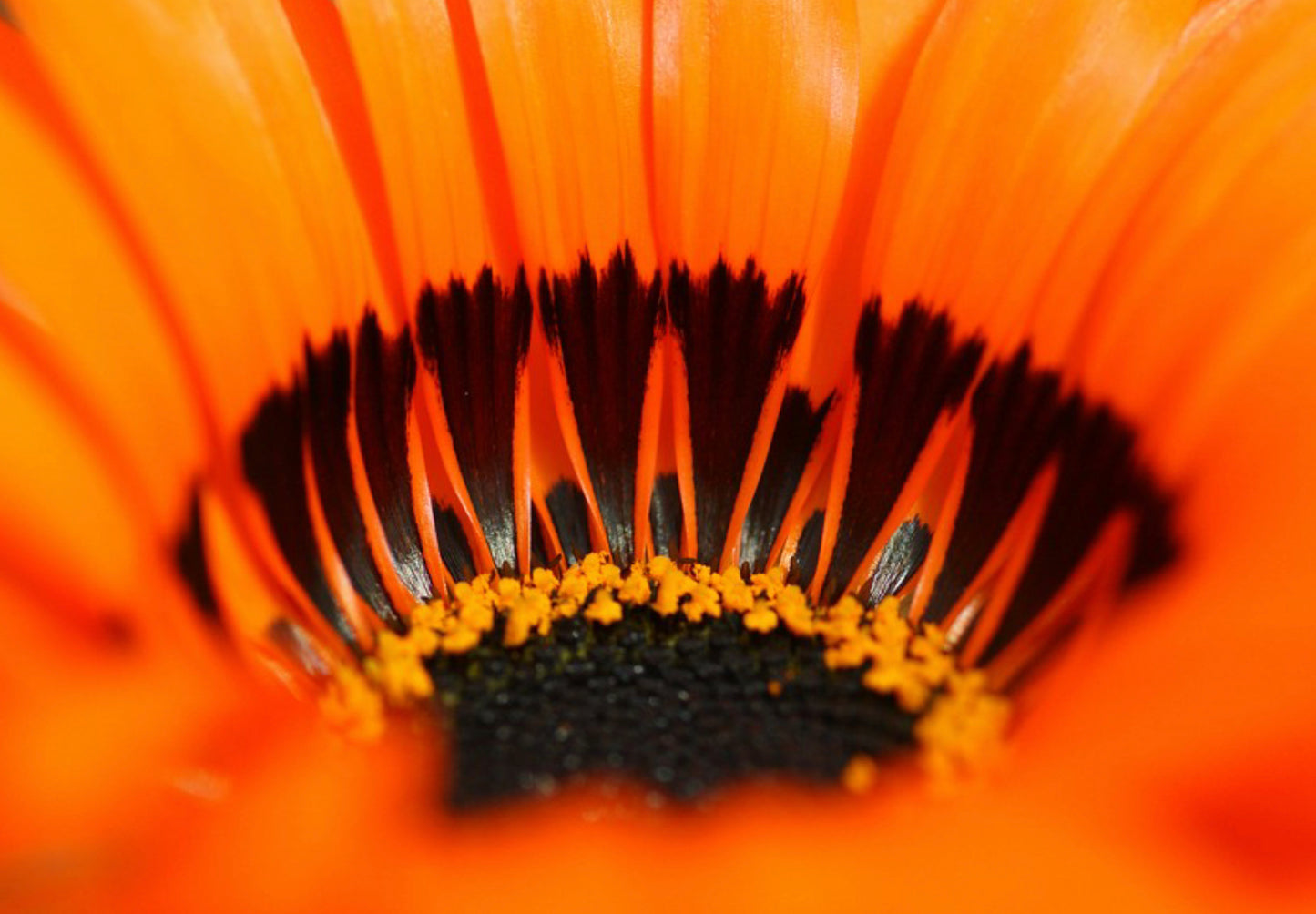 Antilopeøje - orange prince - Venidium fastuosum