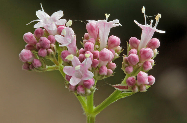 Lægebaldrian - Valeriana officinalis