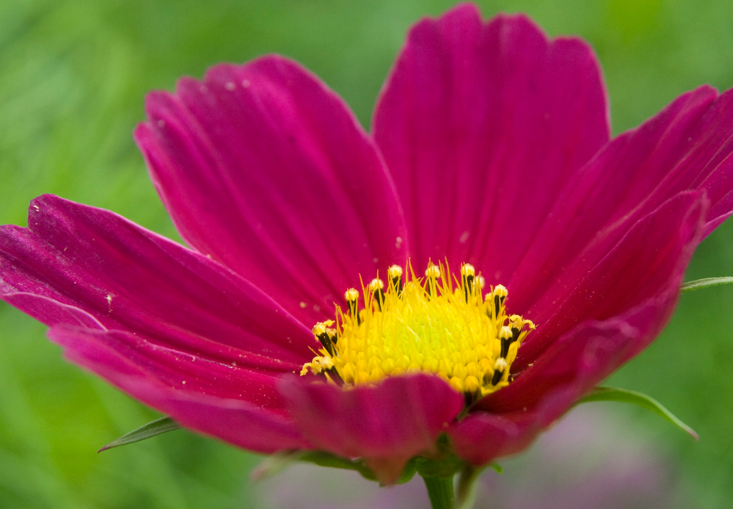 Stolt kavaler 'Sensation Mixed' - Cosmos bipinnatus 'Sensation Mixed'