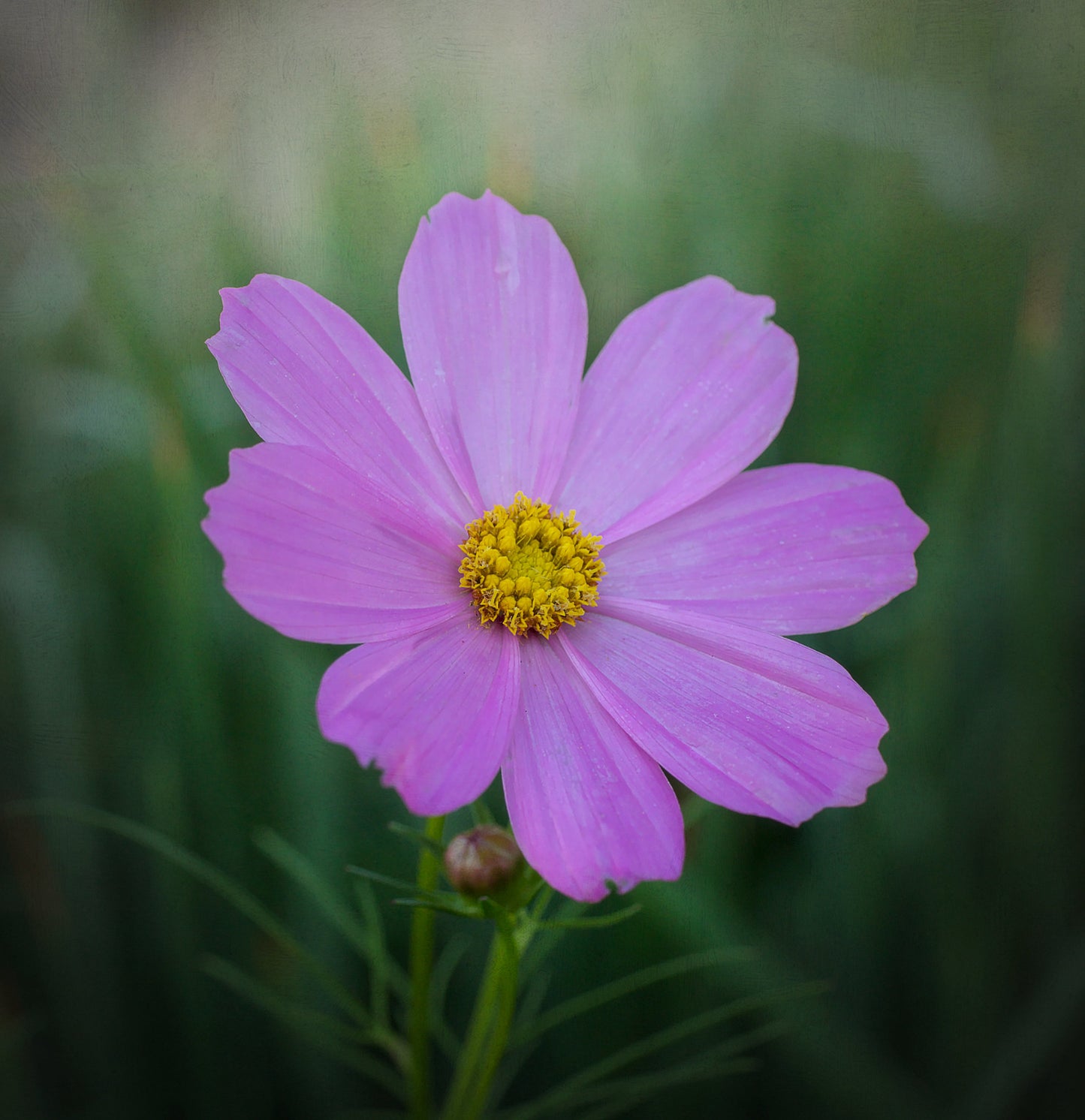 Stolt kavaler 'Sensation Mixed' - Cosmos bipinnatus 'Sensation Mixed'