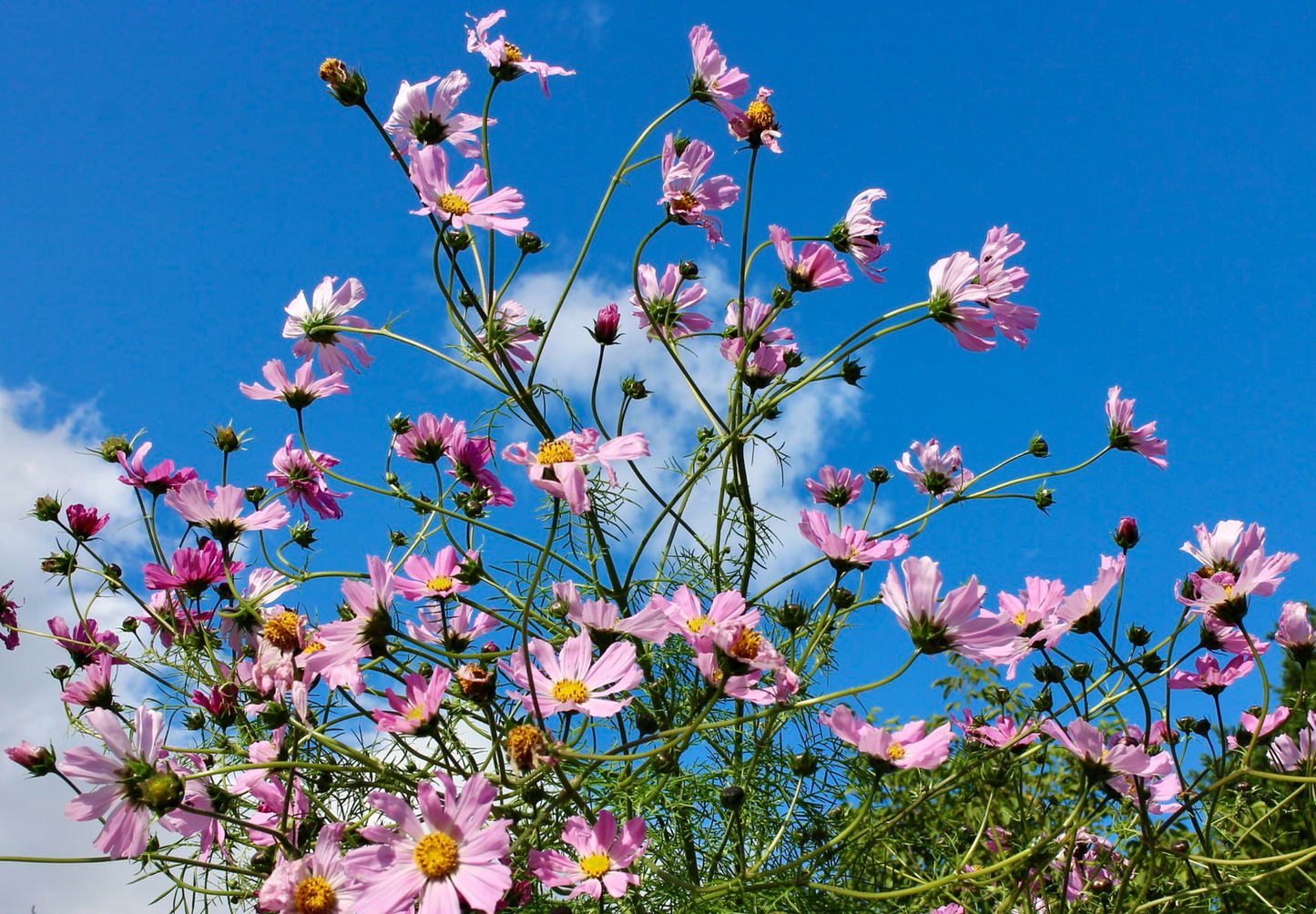 Stolt kavaler 'Sensation Mixed' - Cosmos bipinnatus 'Sensation Mixed'