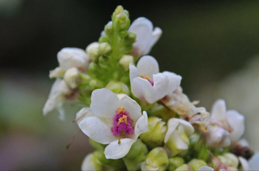 Hvid Kongelys – Verbascum nigrum alba