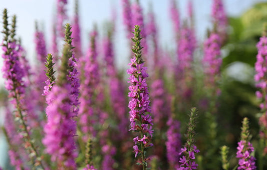 Kattehale - Lythrum salicaria