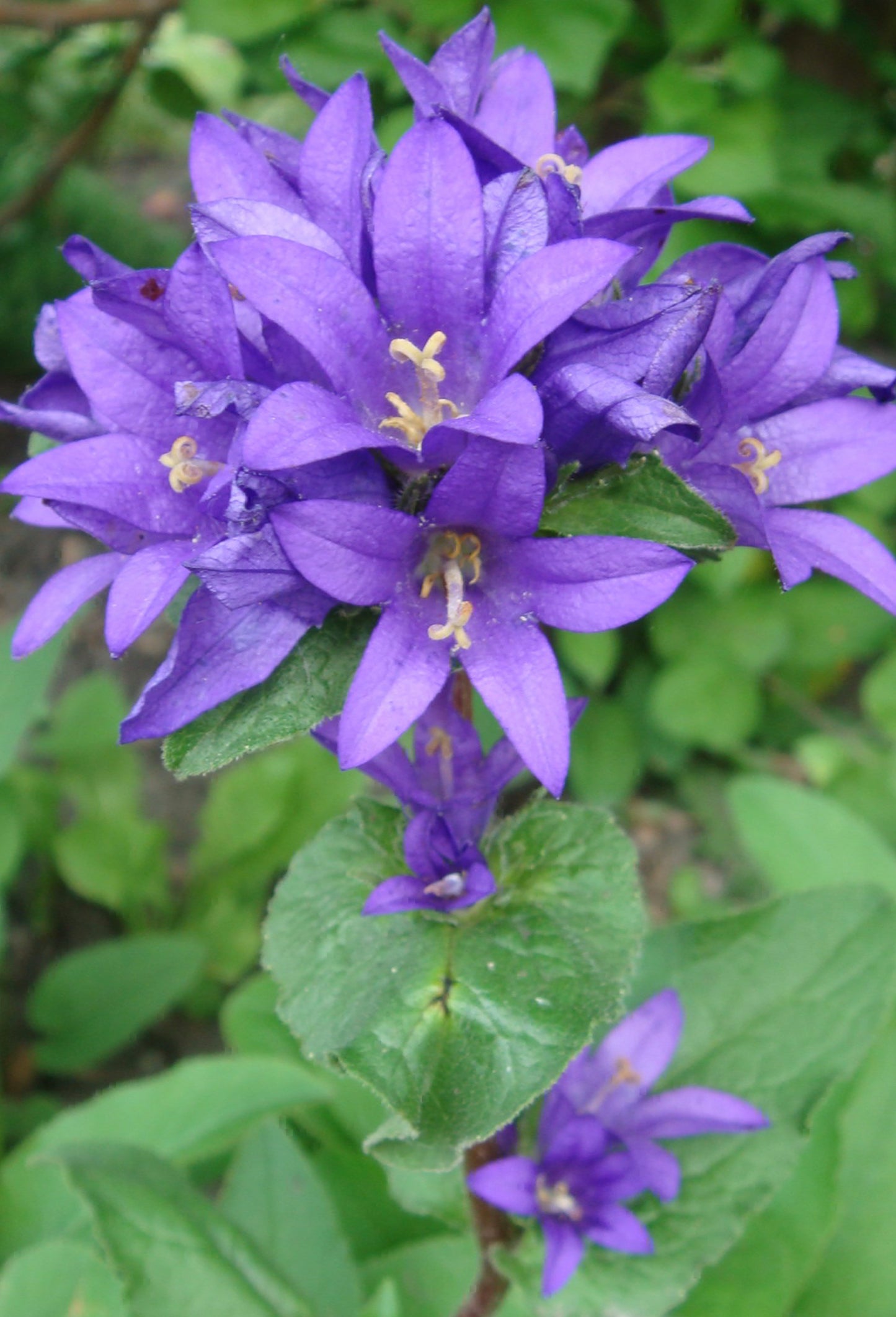 Nøgleklokke Superba Odessa - Campanula glomerata