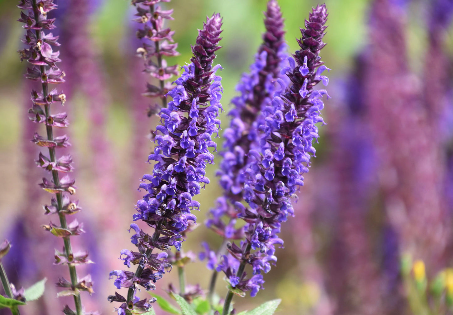 Isop Ægte - Hyssopus officinalis 'blue'