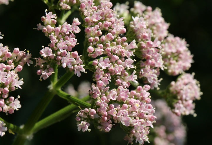 Lægebaldrian - Valeriana officinalis