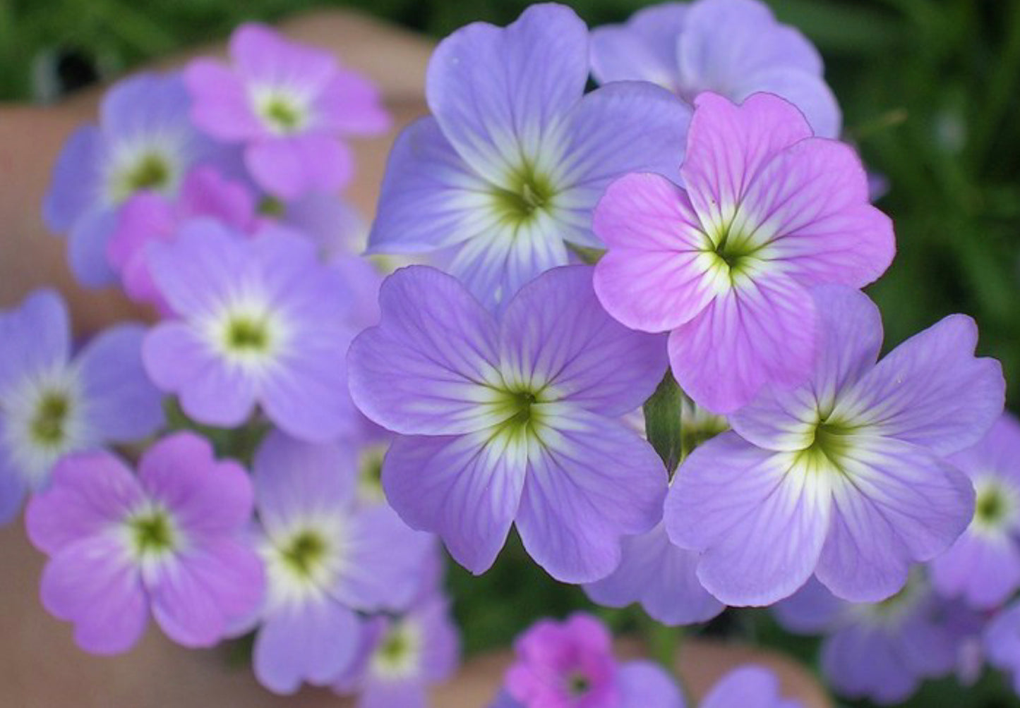 Strandlevkøj - malcolmia maritima