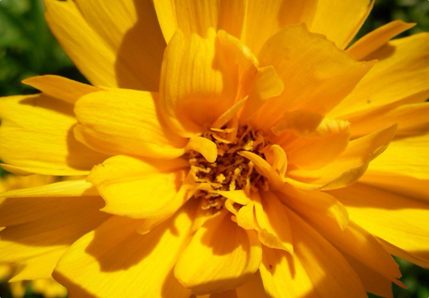 Skønhedsøje "Golden Globe" (Coreopsis grandiflora "Golden Globe")