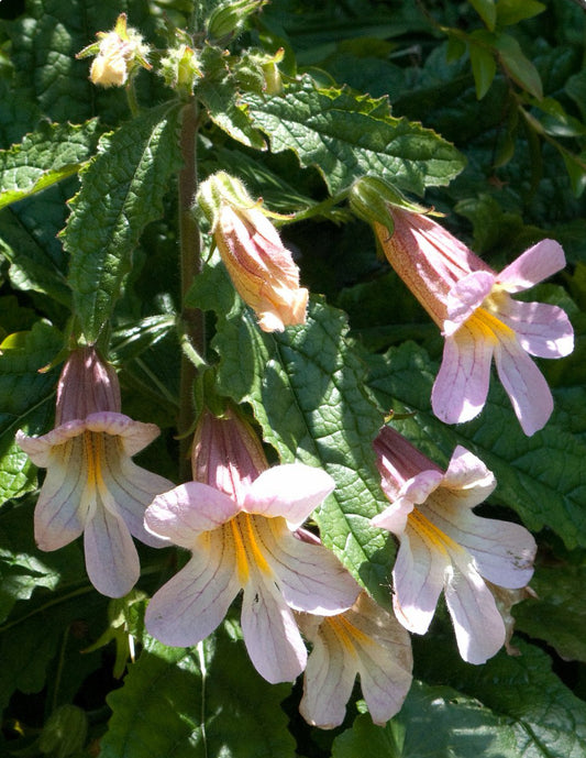 Kinesisk Fingerbøl (Rehmannia Angulata)