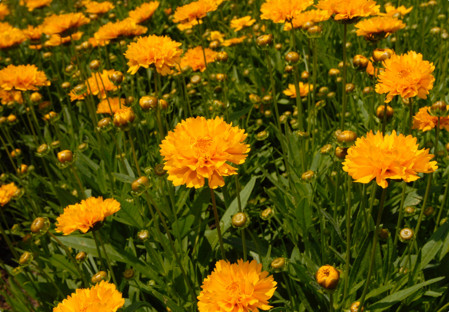 Skønhedsøje "Golden Globe" (Coreopsis grandiflora "Golden Globe")