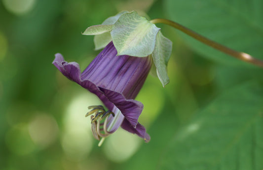 Klokkeranke Mix - Cobaea scandens