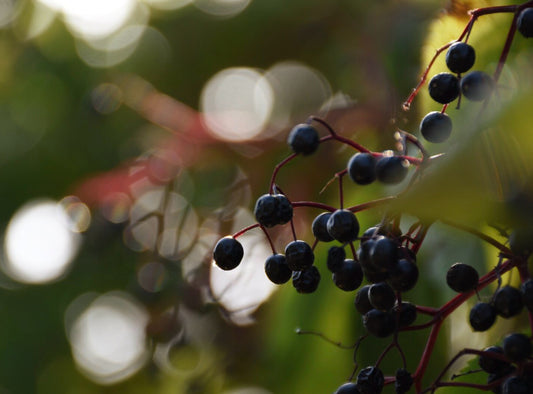 Almindelig hyld - Sambucus nigra