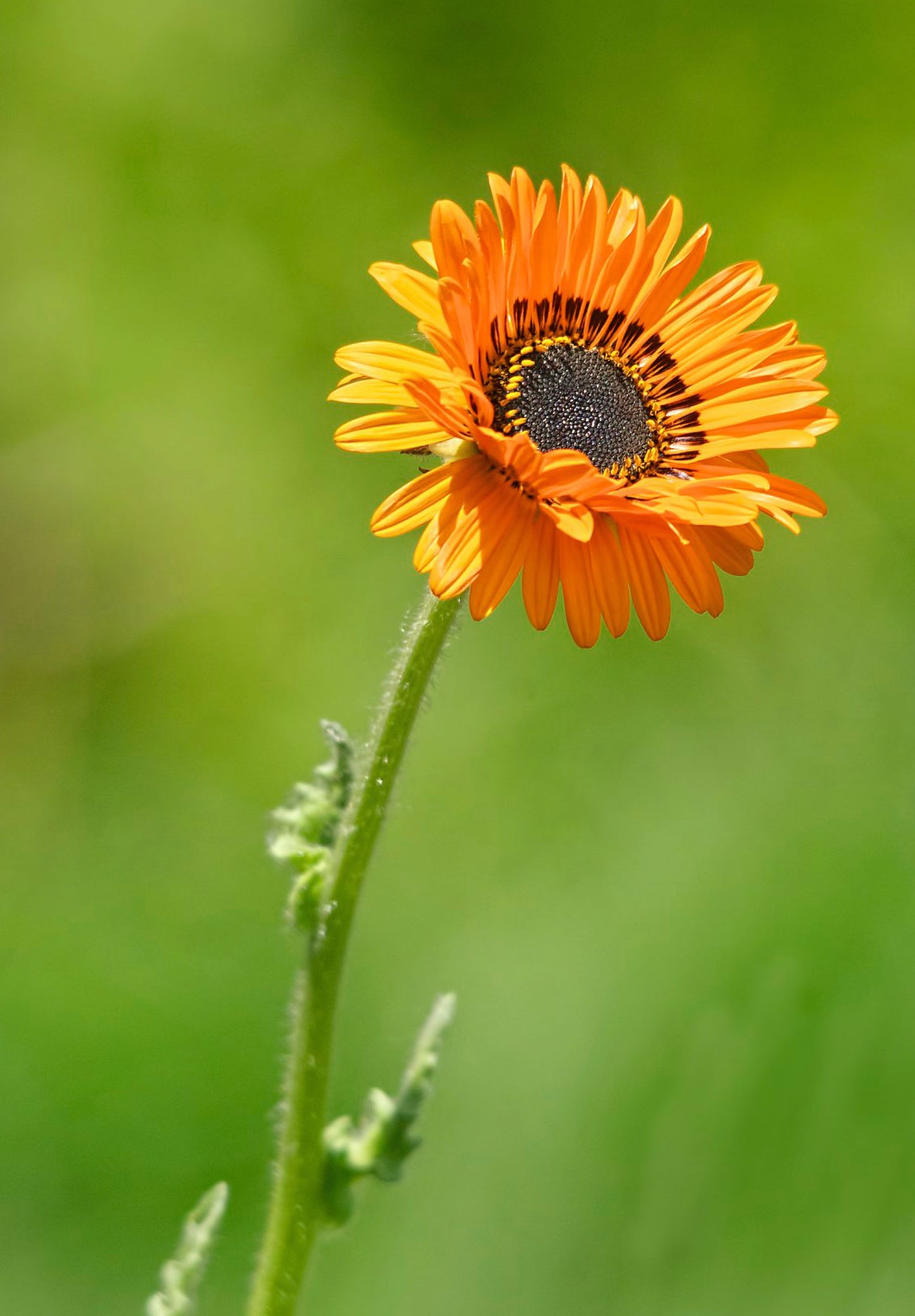 Antilopeøje - orange prince - Venidium fastuosum