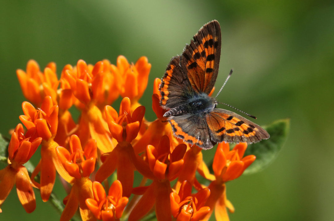 Silkeplante Orange - butterfly weed (asclepias tuberosa)