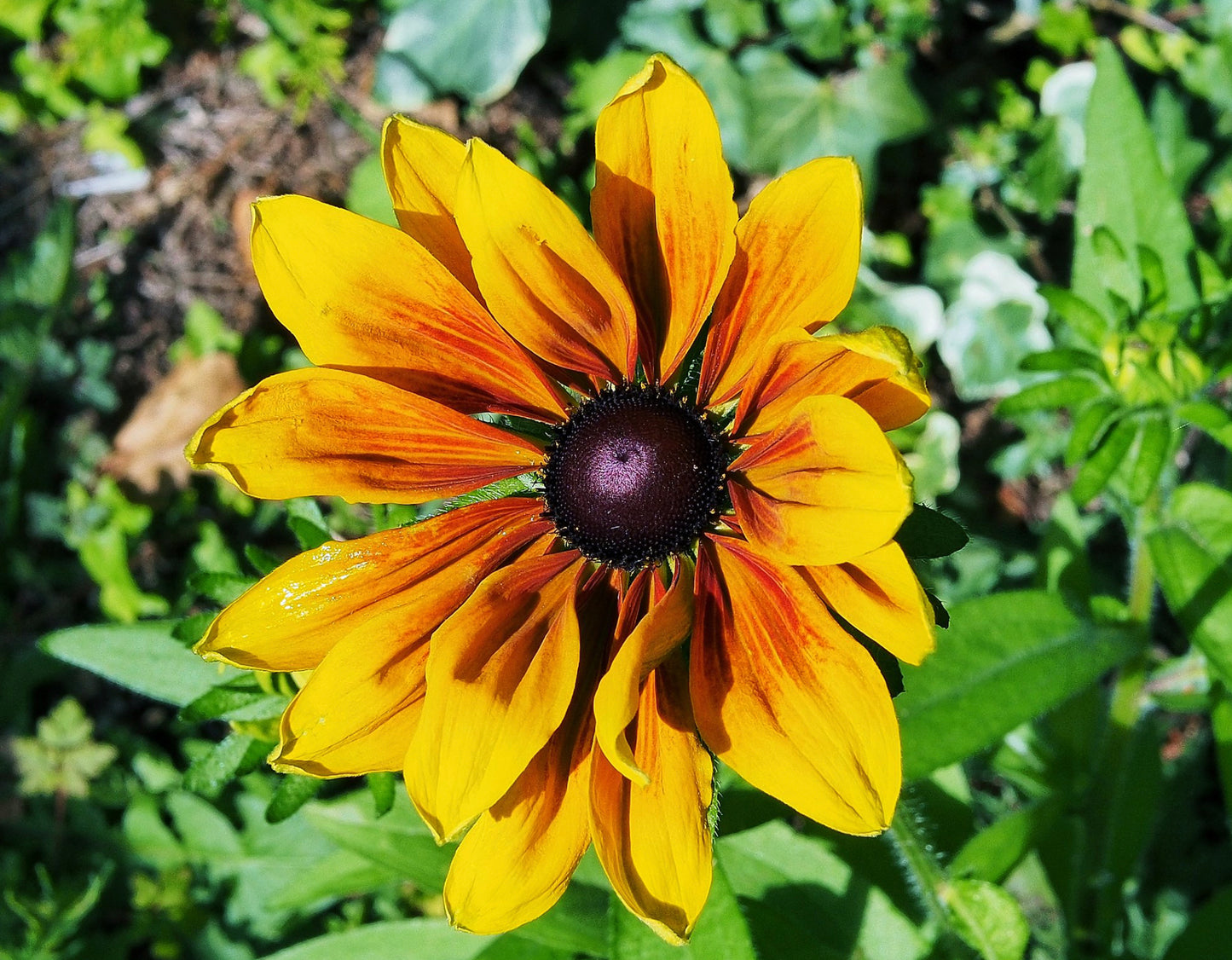 Solhat "Rustic Dwarf" - Rudbekia Hirta