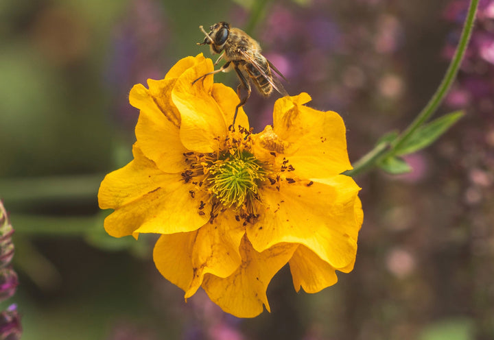 Nellikerod - Lady Stratheden - Geum chiloense