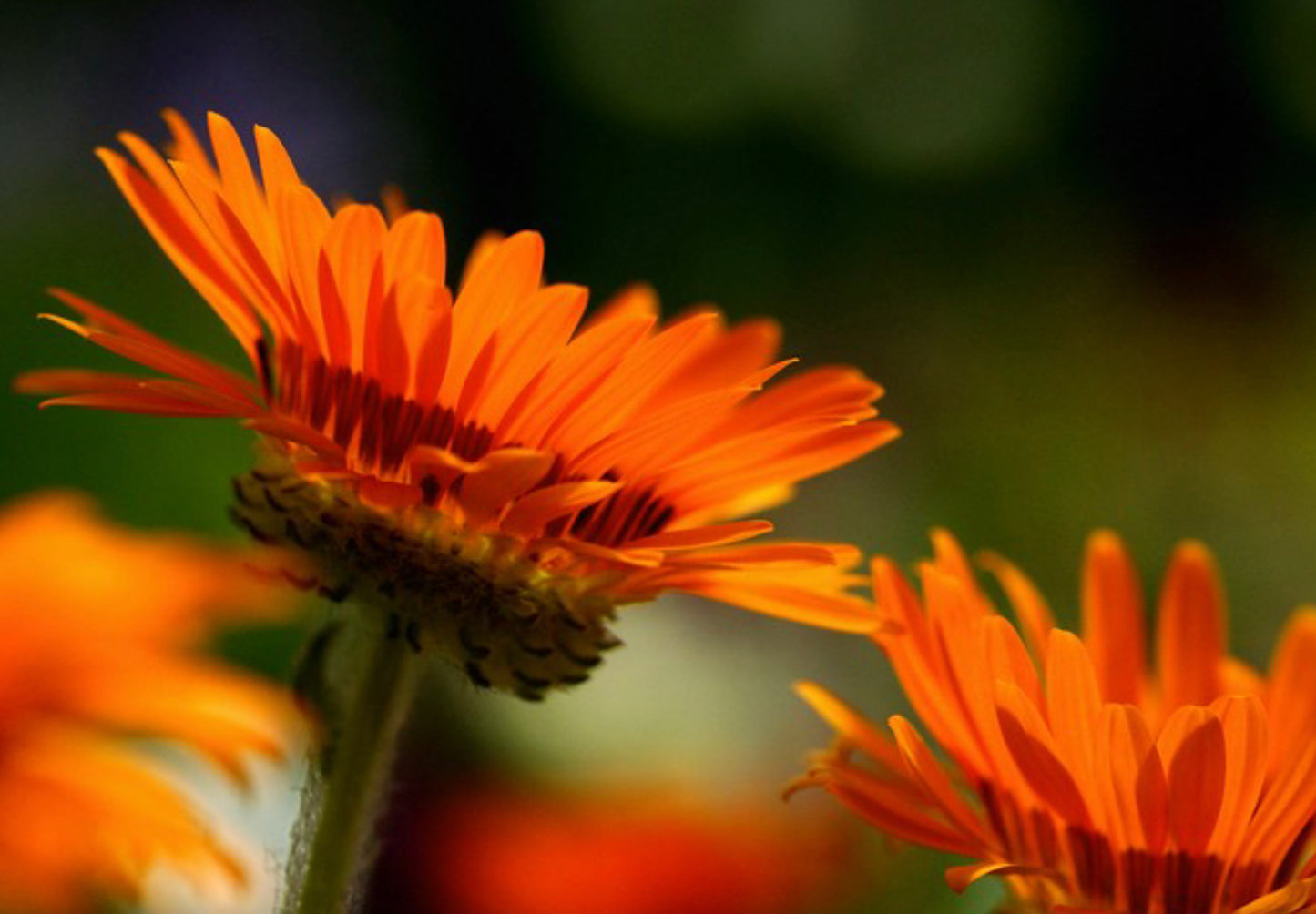 Antilopeøje - orange prince - Venidium fastuosum