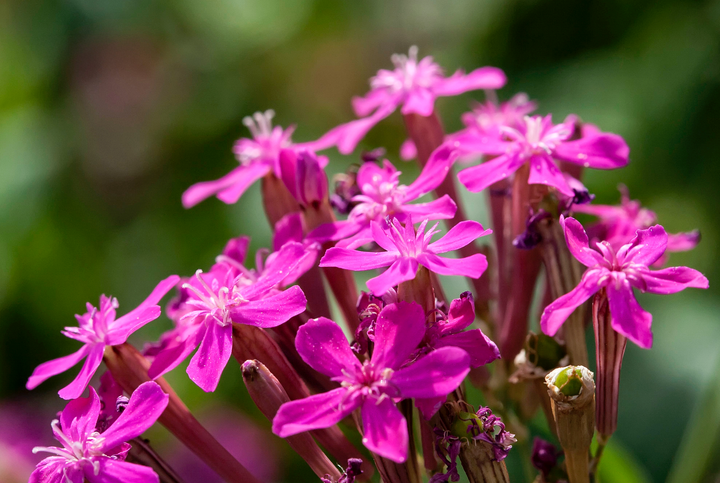 Tjærenellike - lychnis viscaria