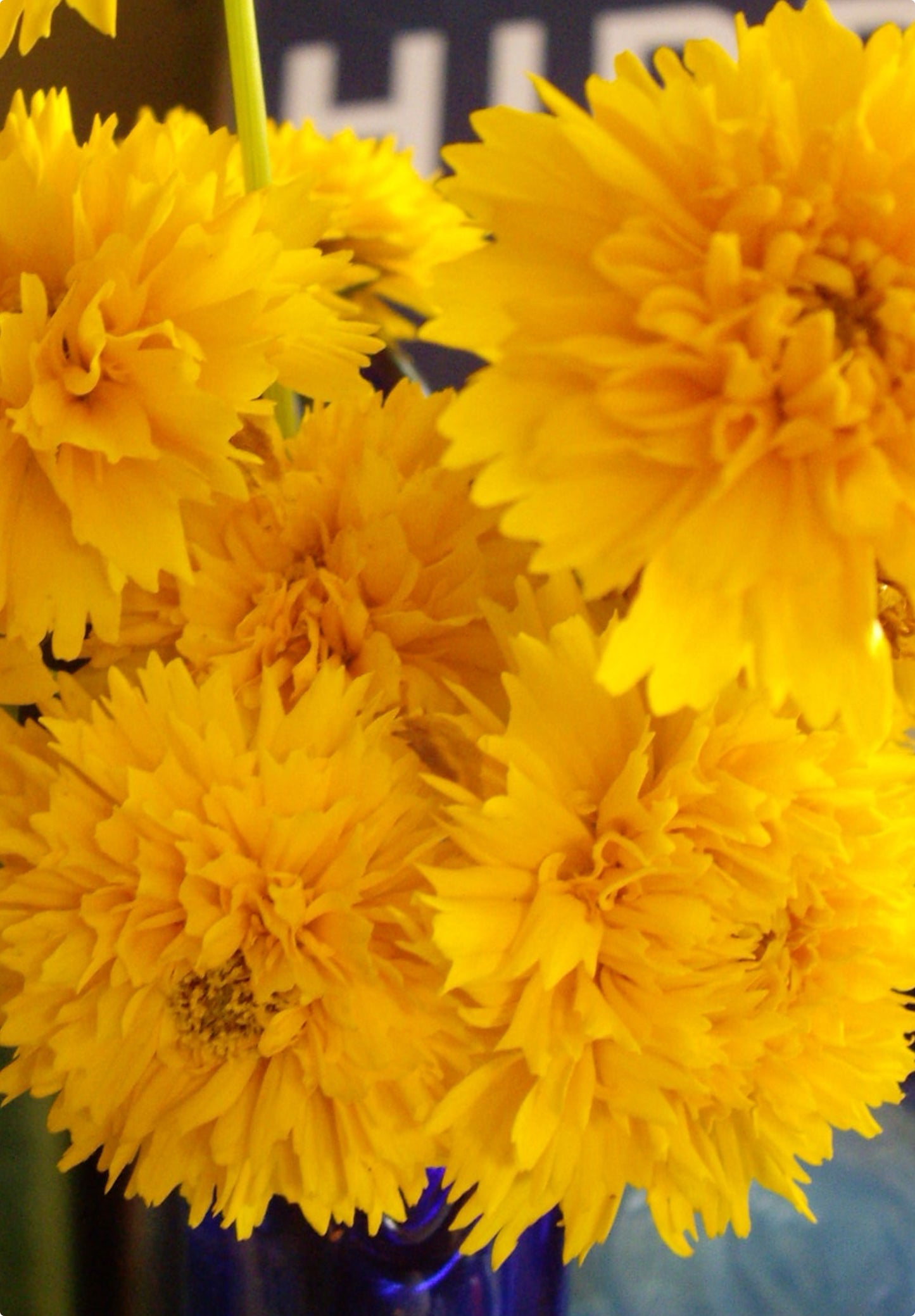 Skønhedsøje "Golden Globe" (Coreopsis grandiflora "Golden Globe")