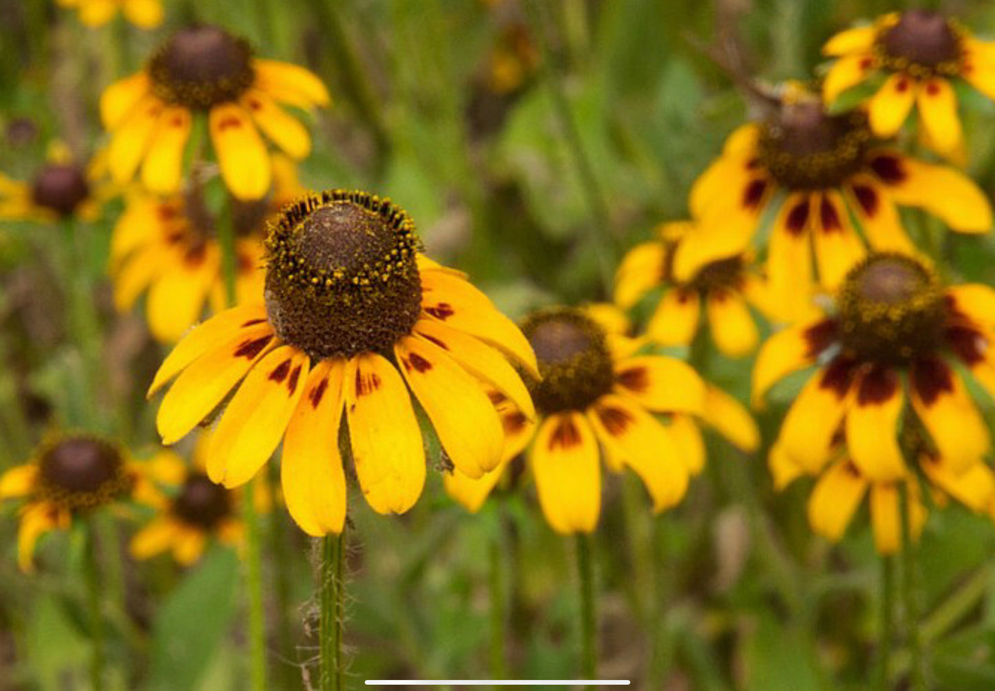 Solhat "Clasping"  - Rudbeckia amplexicaulis