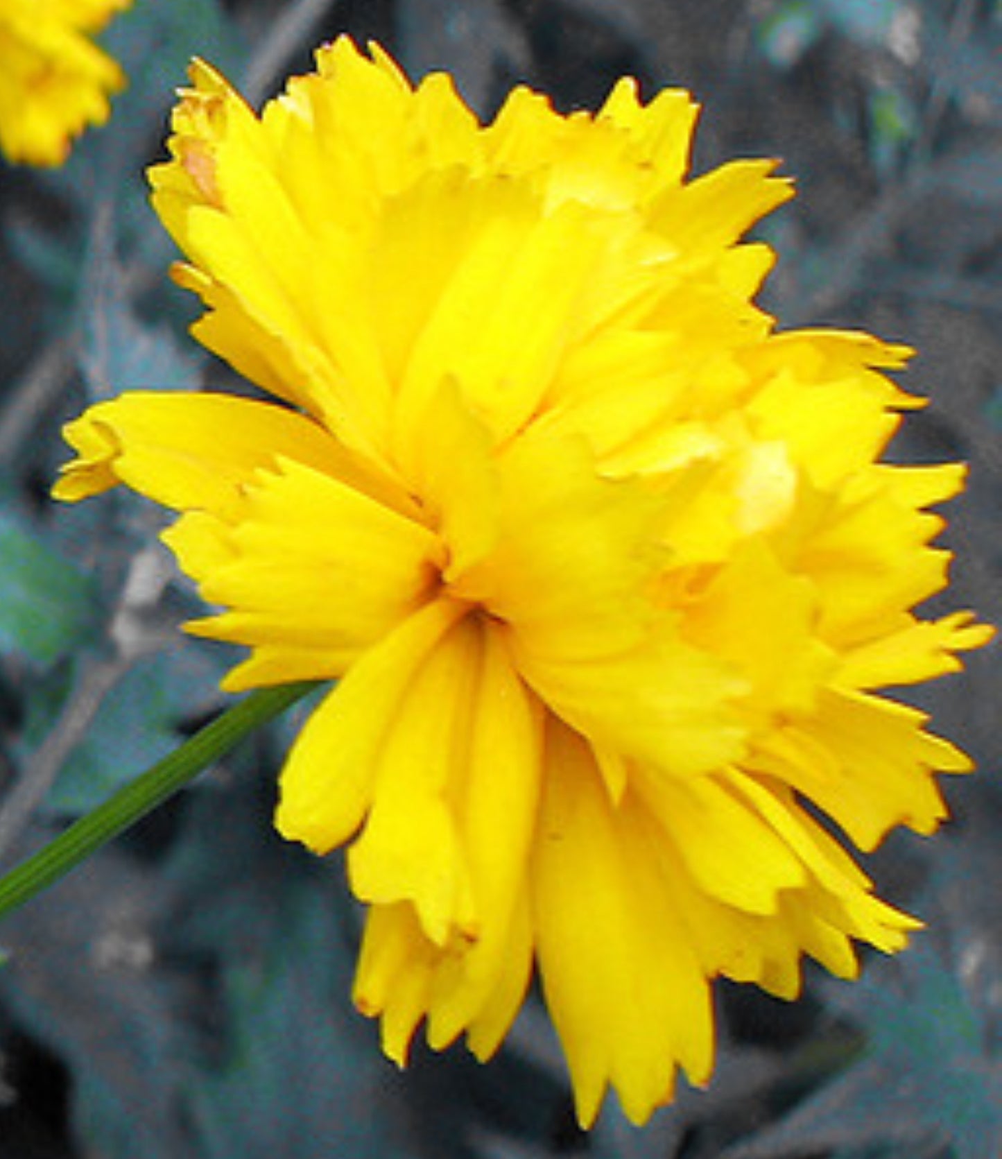 Skønhedsøje "Golden Globe" (Coreopsis grandiflora "Golden Globe")