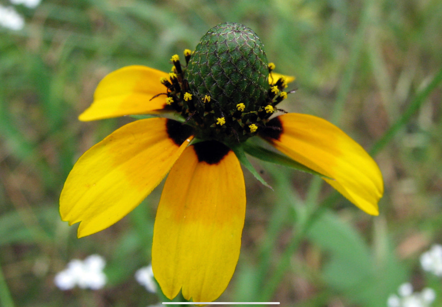 Solhat "Clasping"  - Rudbeckia amplexicaulis