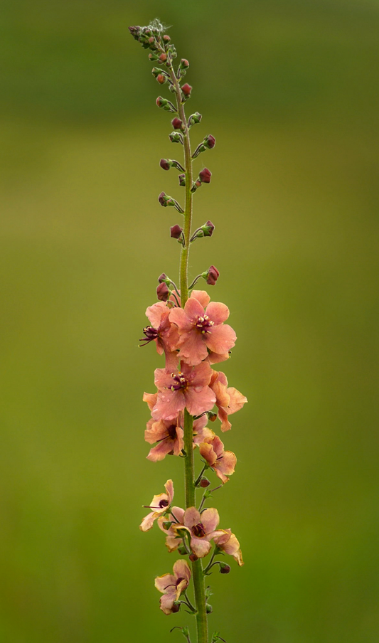 Kongelys mix-farver - verbascum phoeniceum