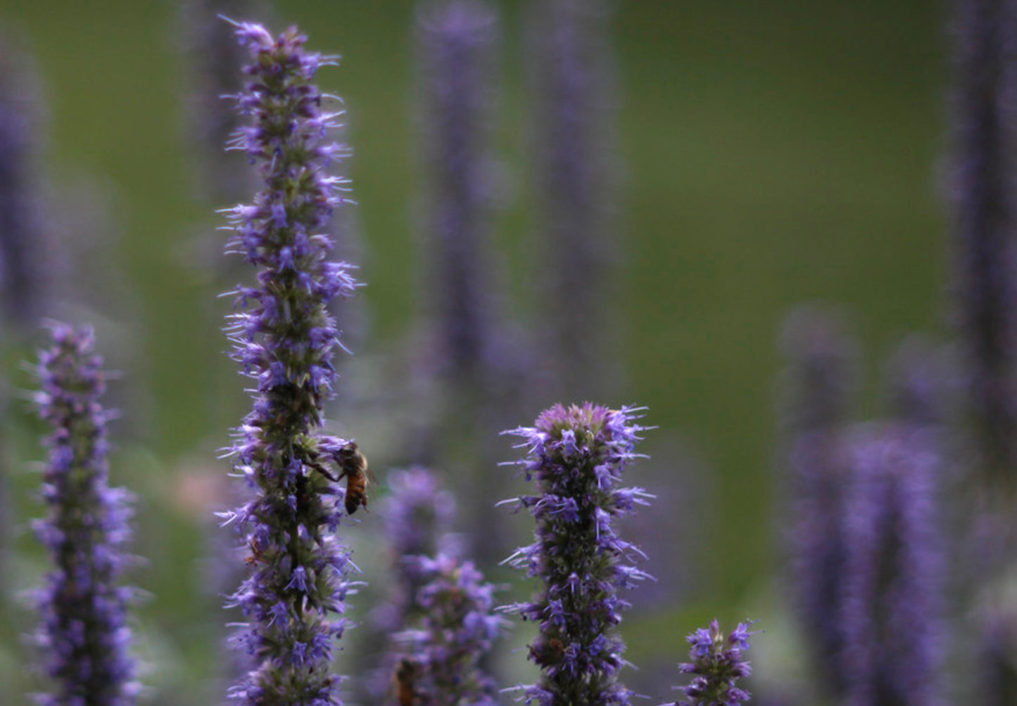 Isop Ægte - Hyssopus officinalis 'blue'