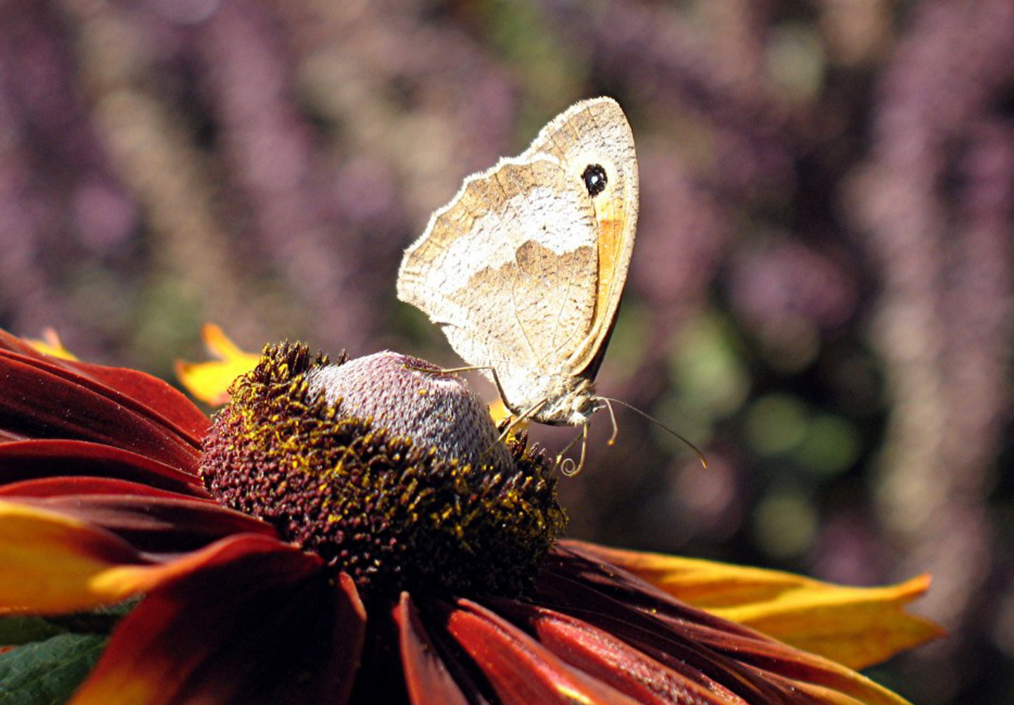 Solhat "Rustic Dwarf" - Rudbekia Hirta