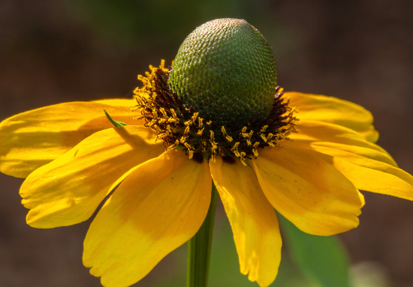 Solhat "Clasping"  - Rudbeckia amplexicaulis