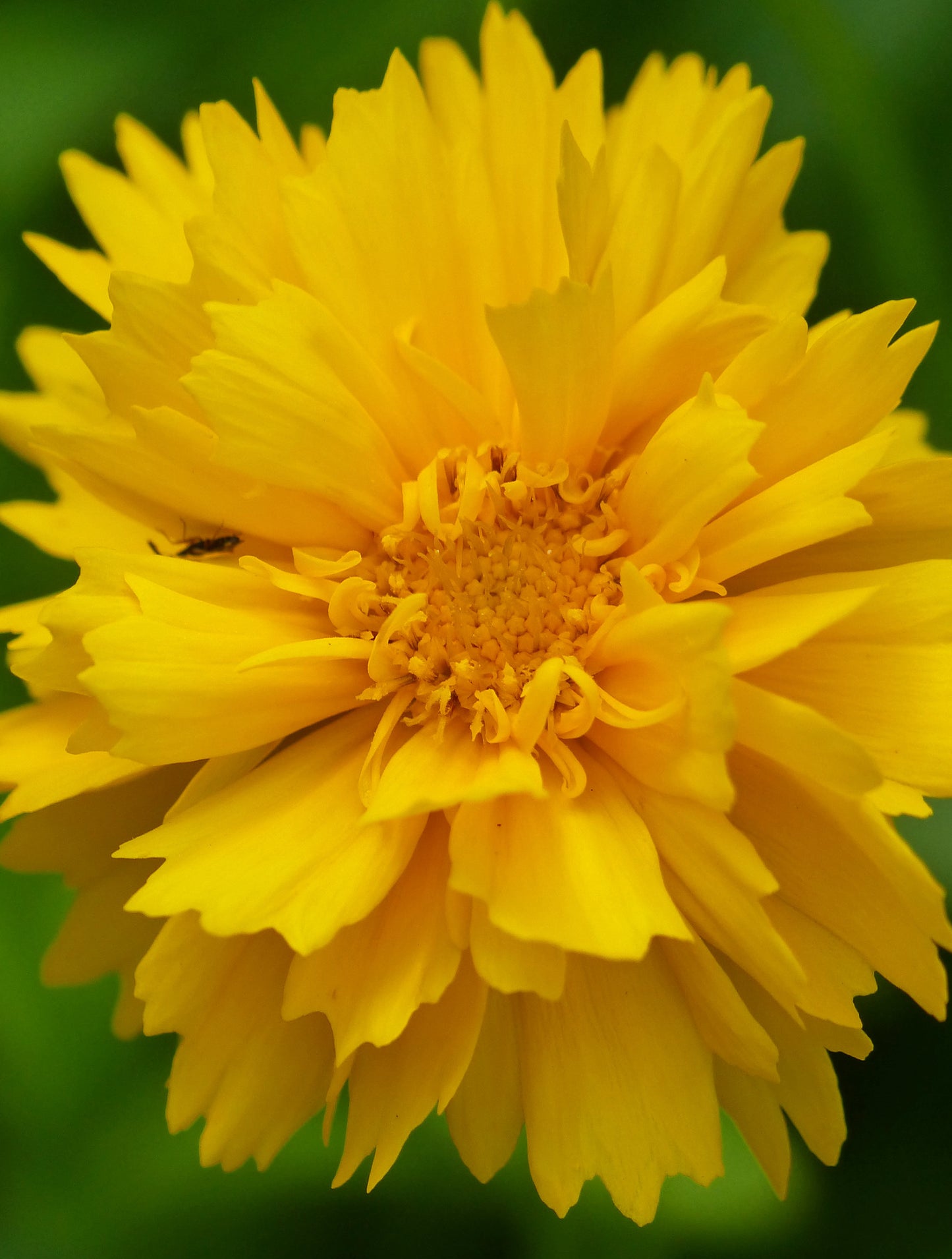 Skønhedsøje "Golden Globe" (Coreopsis grandiflora "Golden Globe")