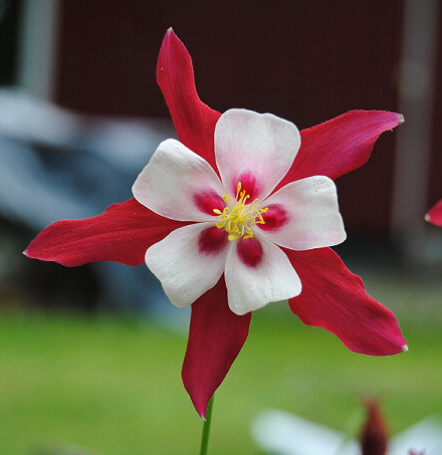 Akeleje Crimson Star - Aquilegia Caerulea Crimson Star