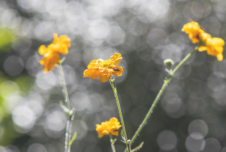 Nellikerod - Lady Stratheden - Geum chiloense