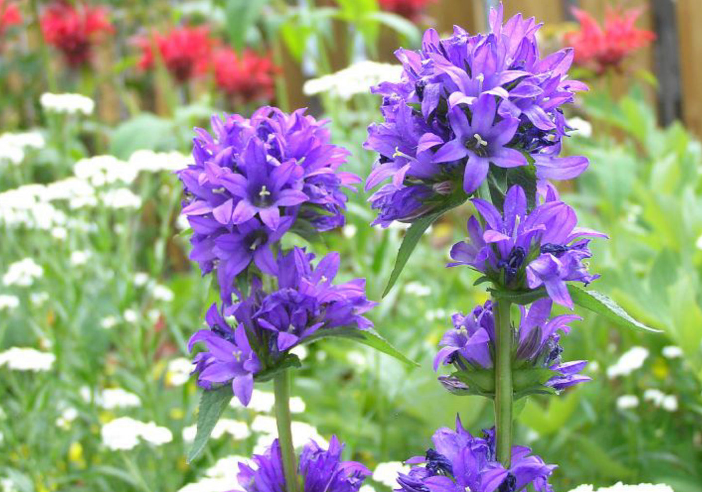 Nøgleklokke Superba Odessa - Campanula glomerata