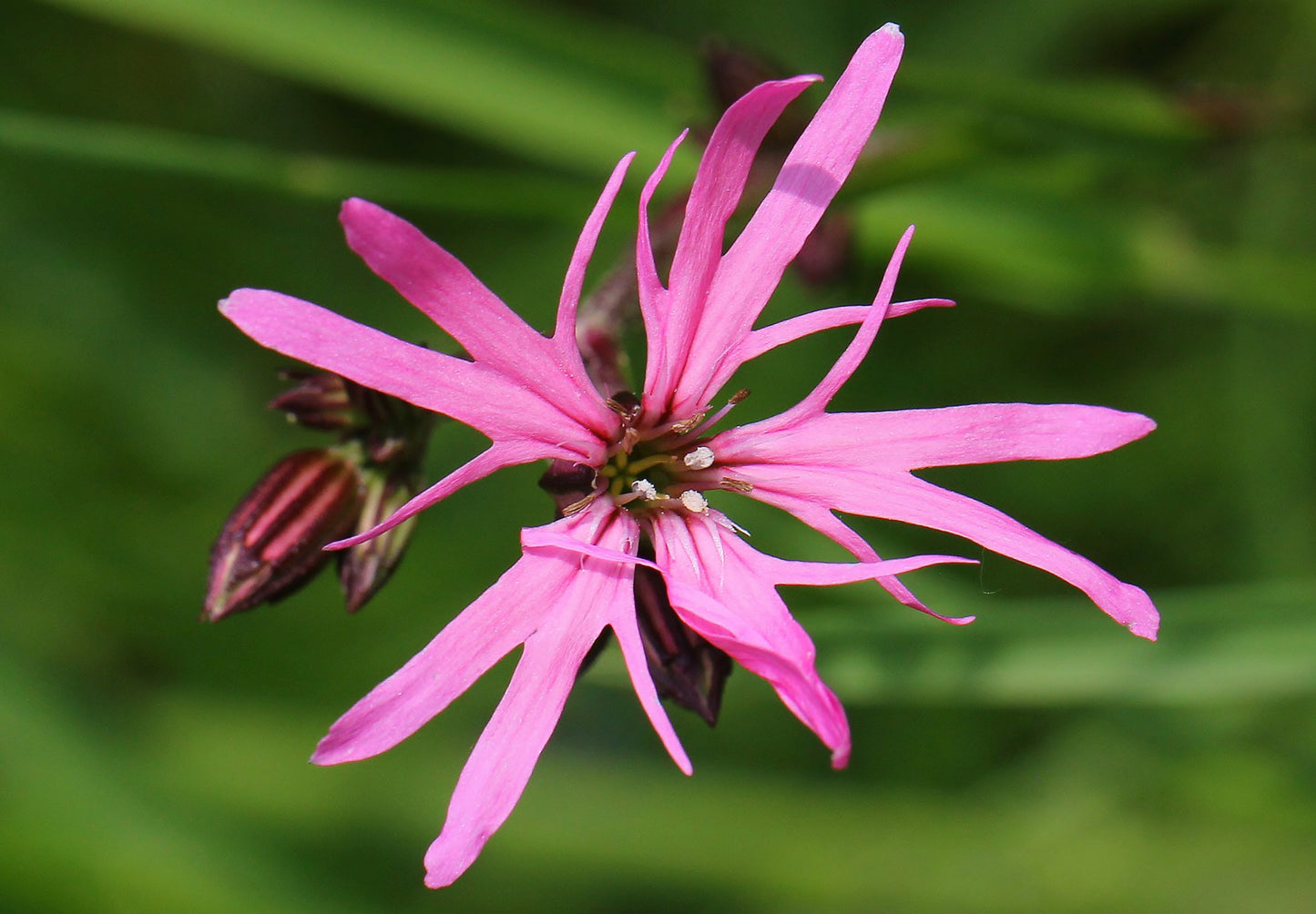 Trævlekrone - Lychnis flos-cuculi